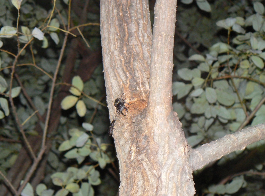 ヤナギ林のその他のヤナギ_10月 もう一つの洞の上の樹液で出会うコクワガタのペア_2020年10月11日18時10分